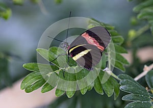 Macro Small Postman Butterfly