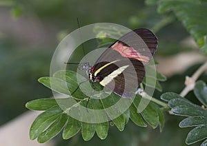 Macro Small Postman Butterfly