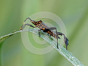 Macro of a small Predator (Reduviidae) perched atop a leaf against a blurred green backdrop