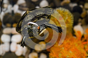 Macro of a small red-eared turtle