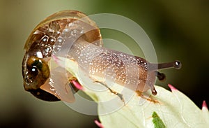 Macro of a small slimy brown snail