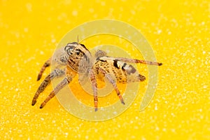 Macro small spider