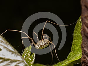 Macro of a small spider
