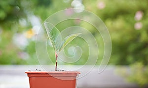 Macro of small sprout with first leaves growing in little flower pot over green background in blur.