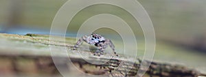 Macro of a small tiny jumping spider