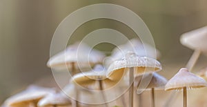 Macro of small uneatable mushrooms growing in autumn forest