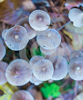 Macro of small uneatable mushrooms growing in autumn forest