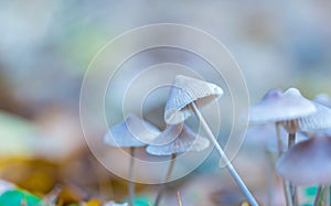 Macro of small uneatable mushrooms growing in autumn forest