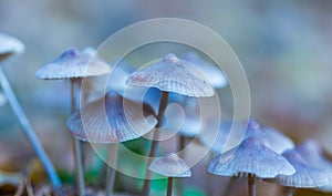 Macro of small uneatable mushrooms growing in autumn forest