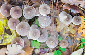 Macro of small uneatable mushrooms growing in autumn forest