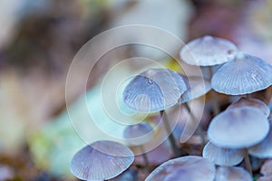 Macro of small uneatable mushrooms growing in autumn forest