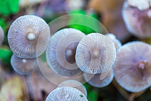 Macro of small uneatable mushrooms growing in autumn forest