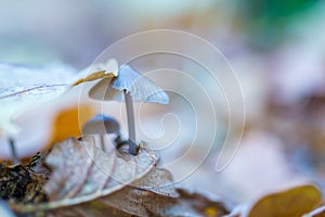 Macro of small uneatable mushrooms growing in autumn forest