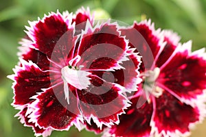 Macro of small vibrant color dalia flower