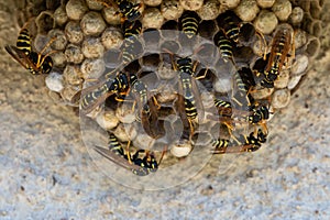 A macro of a small wasp nest