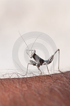 Closeup of small white mantis on human hand