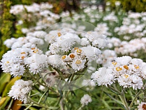 Macro of the small whitish to yellowish flowers of Western pearly everlasting or pearly everlasting Anaphalis margaritacea