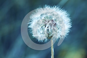 Macro of a small wildflower dandelion head on artistic green background