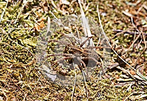 Macro of a small wolf spider