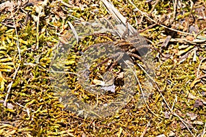 Macro of a small wolf spider