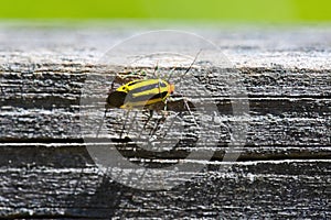 Macro of a small yellow and black striped insect