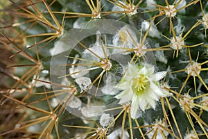 Macro of small yellowish white flower of Mammillaria cactus