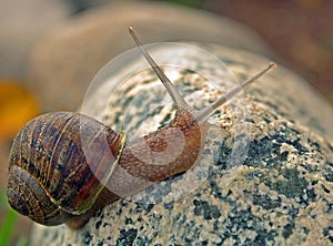 Macro of a snail climbing on a stone