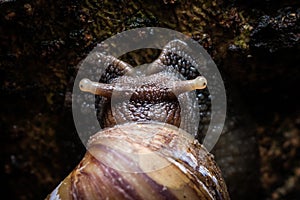 Macro the snail gliding on the wet tree. Latin name as Arianta a