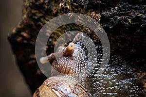 Macro the snail gliding on the wet tree. Latin name as Arianta a