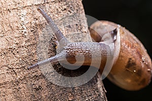 Macro the snail gliding on the wood. Latin name as Arianta arbustorum