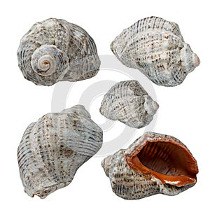 Snail shell collection  isolated on white background,