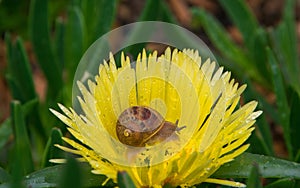 Macro of snail in the yellow flower