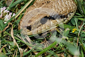 Macro of Snake species,predator reptile eye,skin details,cervone serpent