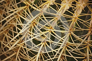 Macro snippet. Echinocactus grusonii Hildm (Golden Barrel Cactus, Golden Ball, Mather-in-Law's Cushion)