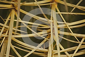 Macro snippet. Echinocactus grusonii Hildm (Golden Barrel Cactus, Golden Ball, Mather-in-Law's Cushion)
