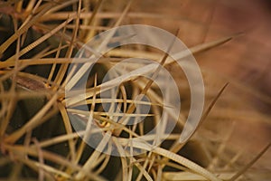 Macro snippet. Echinocactus grusonii Hildm (Golden Barrel Cactus, Golden Ball, Mather-in-Law's Cushion)