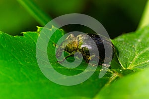 Macro of a Snout Beetle resting on a leaf
