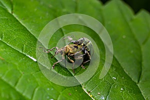 Macro of a Snout Beetle resting on a leaf