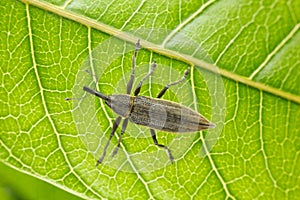 Macro of snout beetle