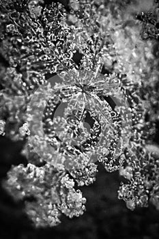 Macro snowflake black and white 6