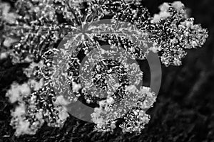 Macro snowflake black and white 7