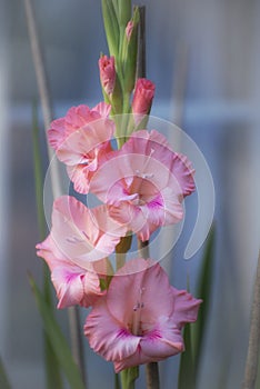 Macro of a soft pink gladiolus