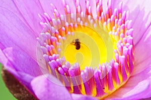 Macro image of soft purple color water lily flower.