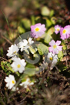 Macro of softly blurred primroses blooming in sunny winter time