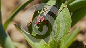 Macro soldier beetle on
