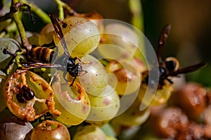 Macro of some Asian wasps on top of a bunch of grapes