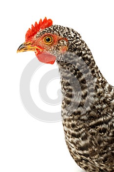 Macro of speckled pullet head