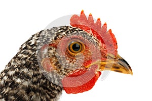 Macro of speckled pullet head