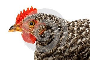 Macro of speckled pullet head photo