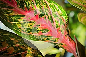 Macro of the speckled varigation on an Chinese Evergreen plant